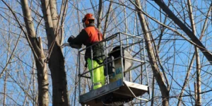 The Benefits of Hiring a Professional Arborist for Tree Care