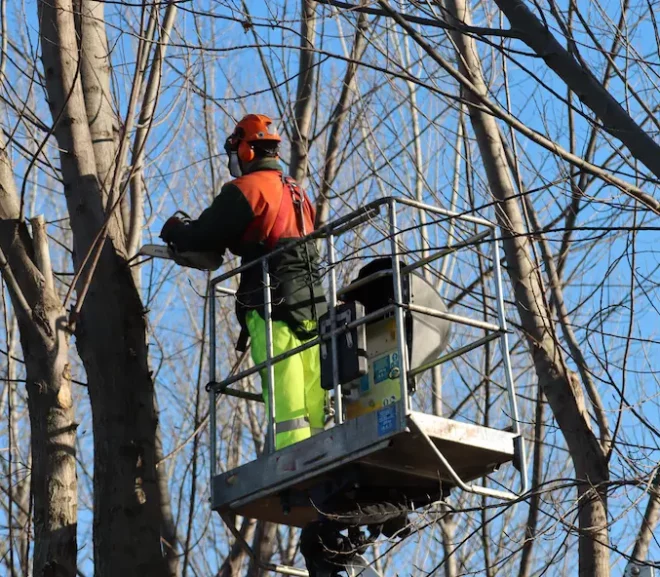 The Benefits of Hiring a Professional Arborist for Tree Care