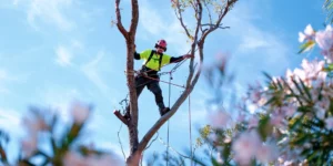 Why You Need an Arborist Sydney for Your Tree Maintenance