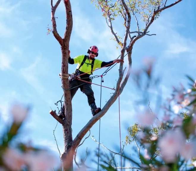 Why You Need an Arborist Sydney for Your Tree Maintenance