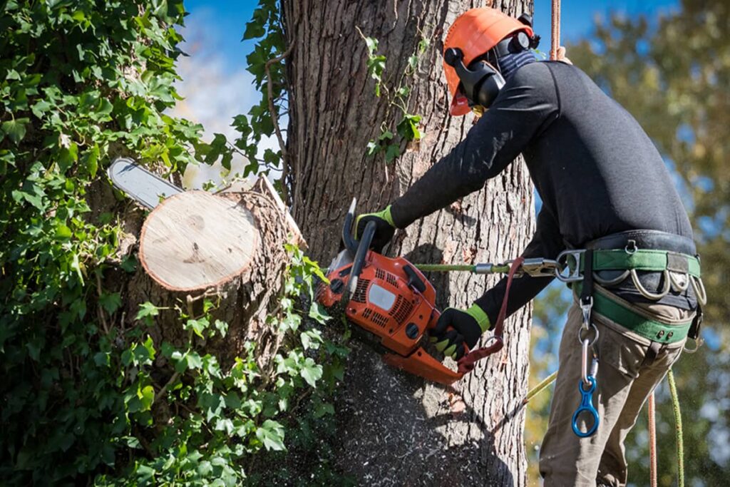 Arborist Sydney for Your Tree Maintenance