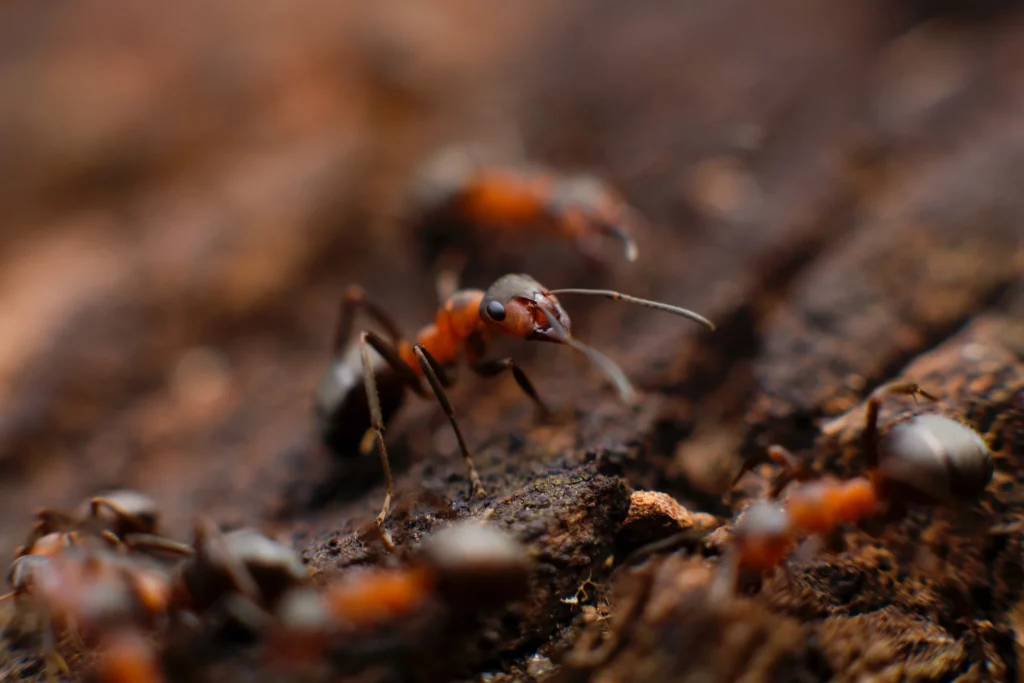 Ant Control Sydney: Say Goodbye to Unwanted Visitors