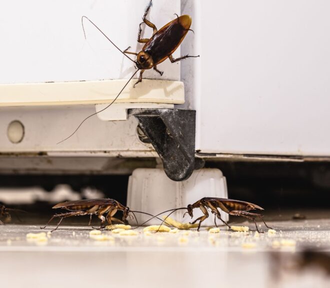 Ant Control Sydney: Say Goodbye to Unwanted Visitors