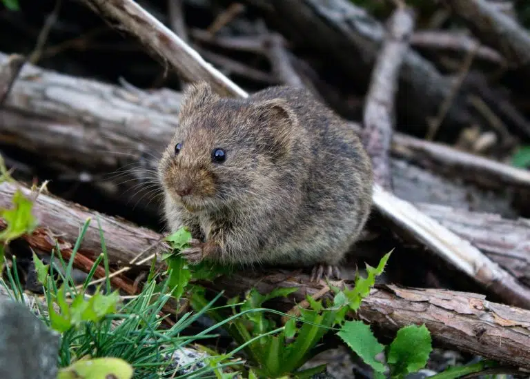 Mouse Removal Sydney